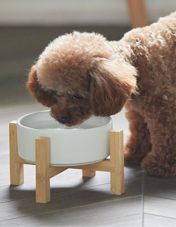 犬の写真